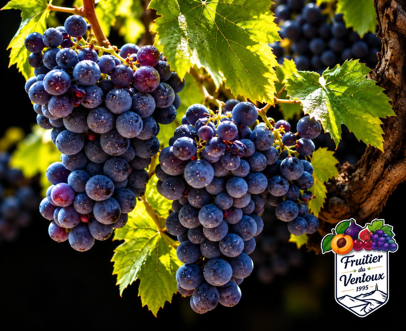 Grappes de raisin de la sélection MIA avec leur étiquetage